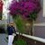 Susan Salter's profile image