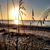 Birgit Hoppin's profile image