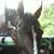 Carol Smith Millard's profile image