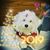 Kelly Shears's profile image
