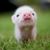 Diane Dubay's profile image