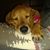 Lisa White's profile image