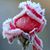 Maureen Ganther Wells's profile image