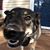 Lisa Tolchin's profile image