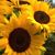 Tracie Tribendis's profile image