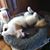 Mary Glasse's profile image