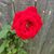 Rose Boyd's profile image
