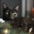Charee Fedrizzi Brown's profile image