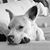 Craig Wolfe's profile image
