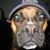 Rex Florendo's profile image