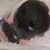 Alison Chambers Corin's profile image