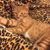 Paula Coccia Piccolini's profile image