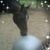 Paula Hennessey Accordino's profile image