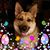 Donna Sue Burkholder's profile image