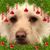 Jennifer Calamos Smith's profile image
