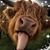 Kelly L Gutridge's profile image