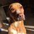 Lisa Trendler's profile image