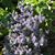 Deborah Ann Elizabeth's profile image
