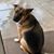 Angela Lindsey Bedell's profile image