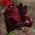 Sherry Miller Neice's profile image