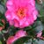 Connie Breland Broadwater's profile image