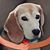 Wanda Howard Gallant's profile image