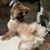 Little Bear's profile image
