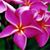 Rowena Cooke's profile image