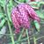 Julie Grieco's profile image