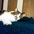 Jessica Dillard's profile image
