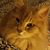 Rachel Dworak's profile image