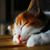 Hui- Chun Tzeng's profile image