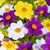 Tina Sines's profile image