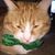 Gina Fedorchak's profile image