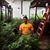 Ravi Yanamadula's profile image