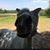Carly Whitener's profile image
