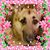 Amanda Robertson's profile image