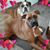 Debbie Duke Riley's profile image