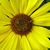 Melissa Lyman's profile image