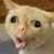 Jason Pezdic's profile image