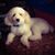 Gar Brandt's profile image