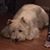 Jennifer Polinger Derman's profile image