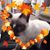 Jennie Rosalie Boehmer's profile image