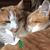 Lark Dearing Randall's profile image