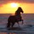Vieyra Lara's profile image