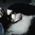 Dee Mocek's profile image