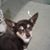 Tony A Veloz's profile image