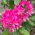 Herlinda Gonzales's profile image