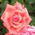 Silvia Linton Webb's profile image