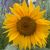 Renee Hays's profile image